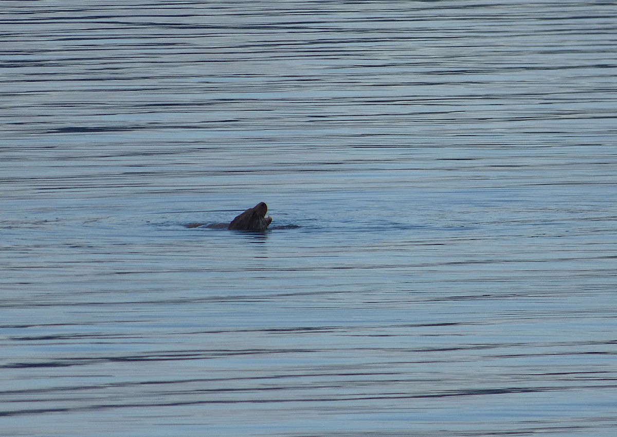 Eurasian Otter - ML647276967