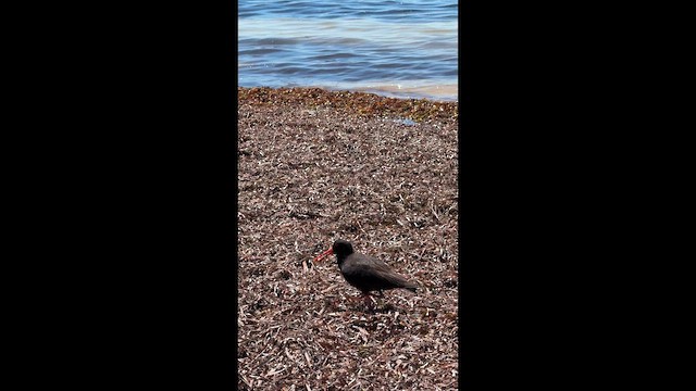 ústřičník australský - ML647276969