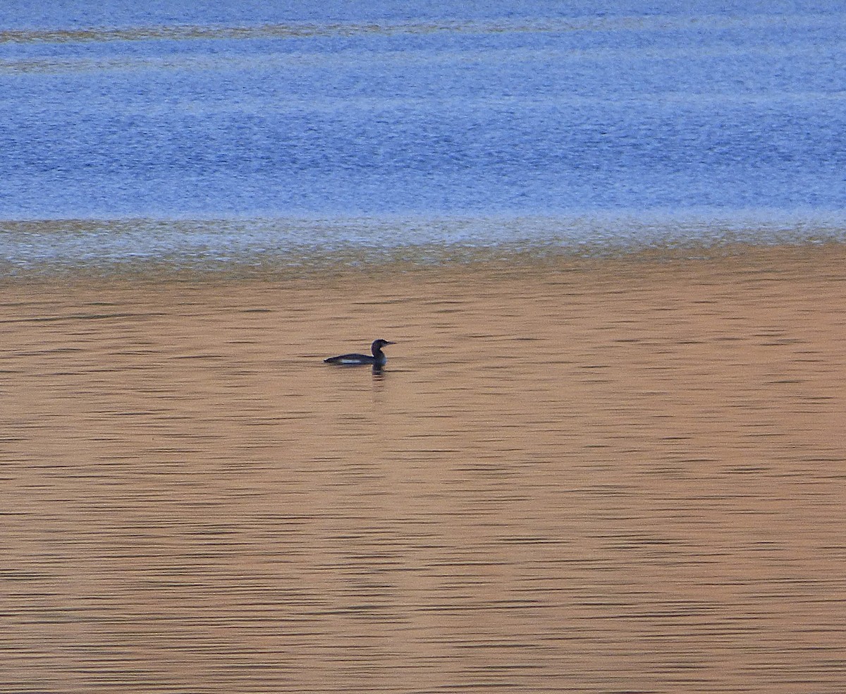 Aliota handia - ML647276971