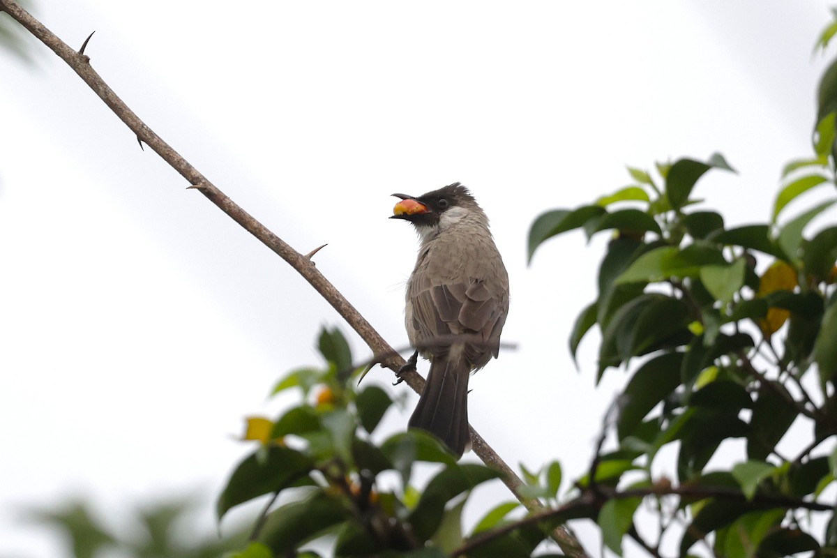 Sooty-headed Bulbul - ML647276972