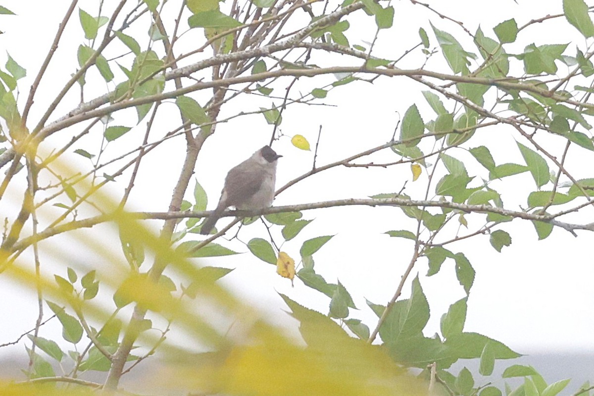 Sooty-headed Bulbul - ML647276975