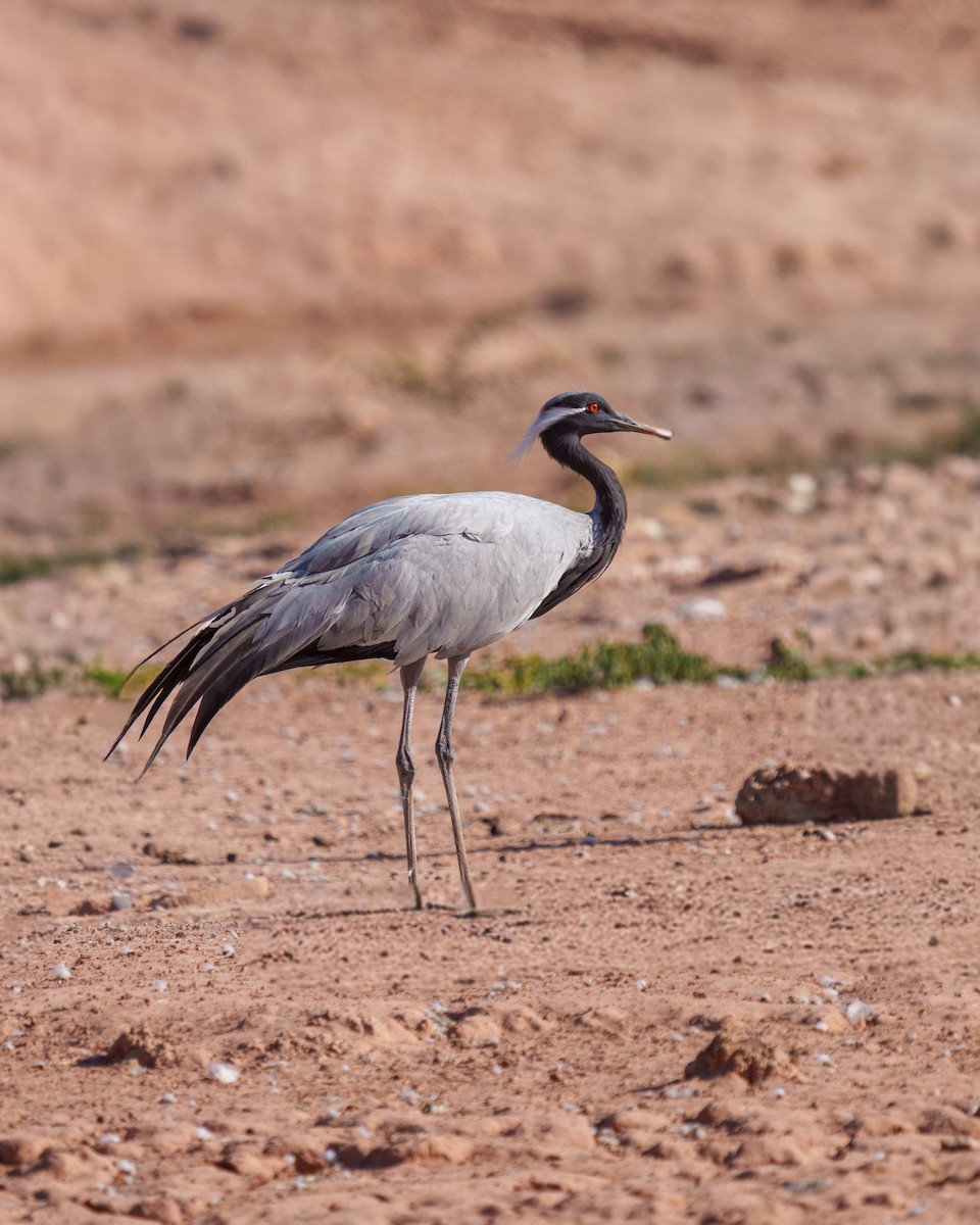 Demoiselle Crane - ML647276976