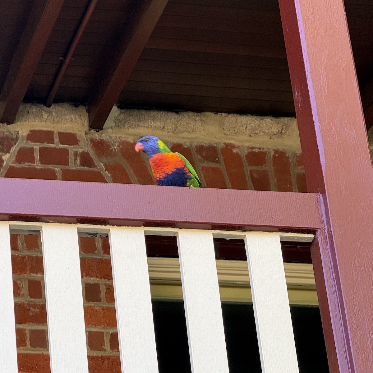 Rainbow Lorikeet - ML647276977