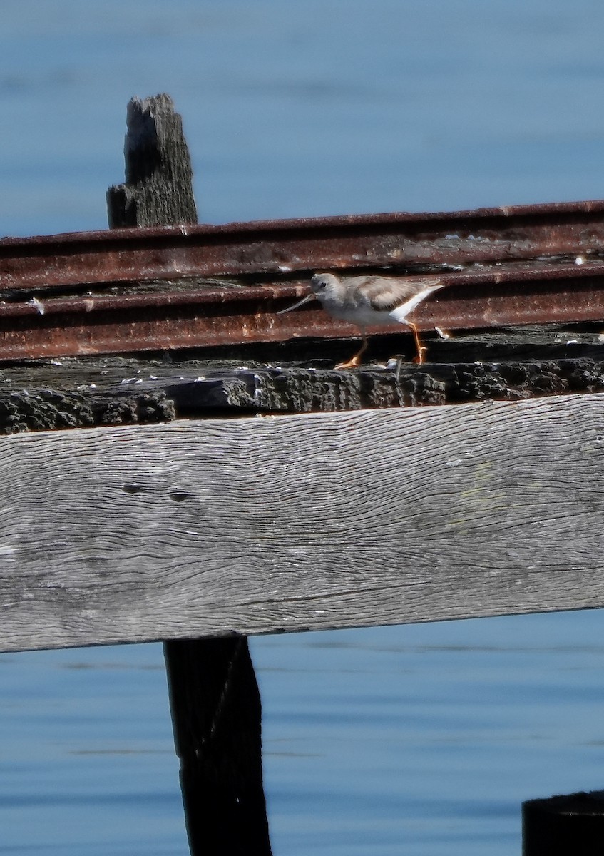 ソリハシシギ - ML647276982