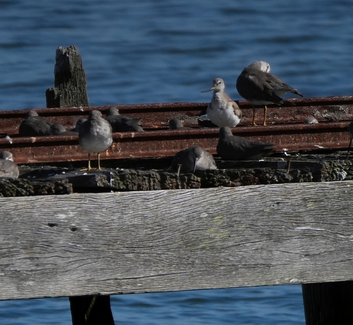 ソリハシシギ - ML647276983