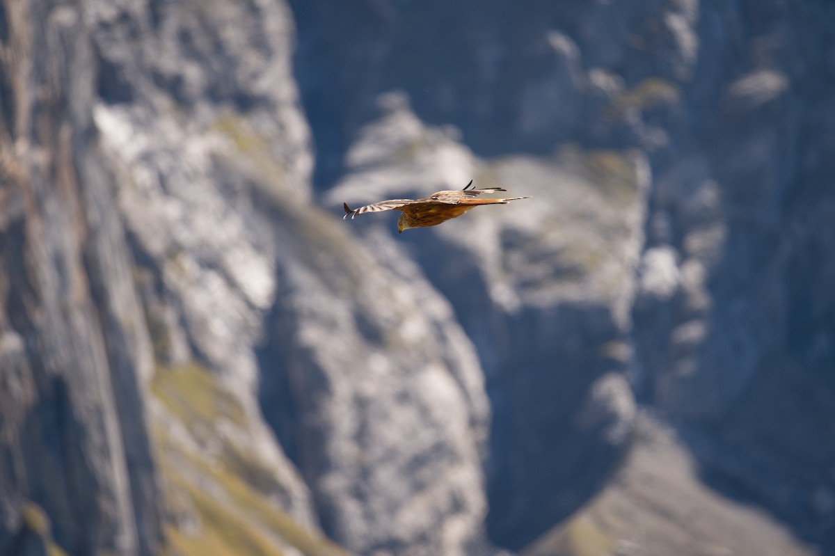 luňák červený (ssp. milvus) - ML647276992