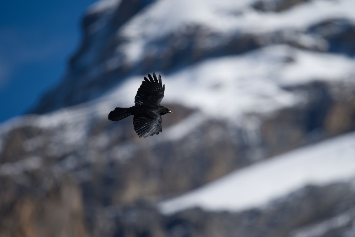 キバシガラス - ML647276993