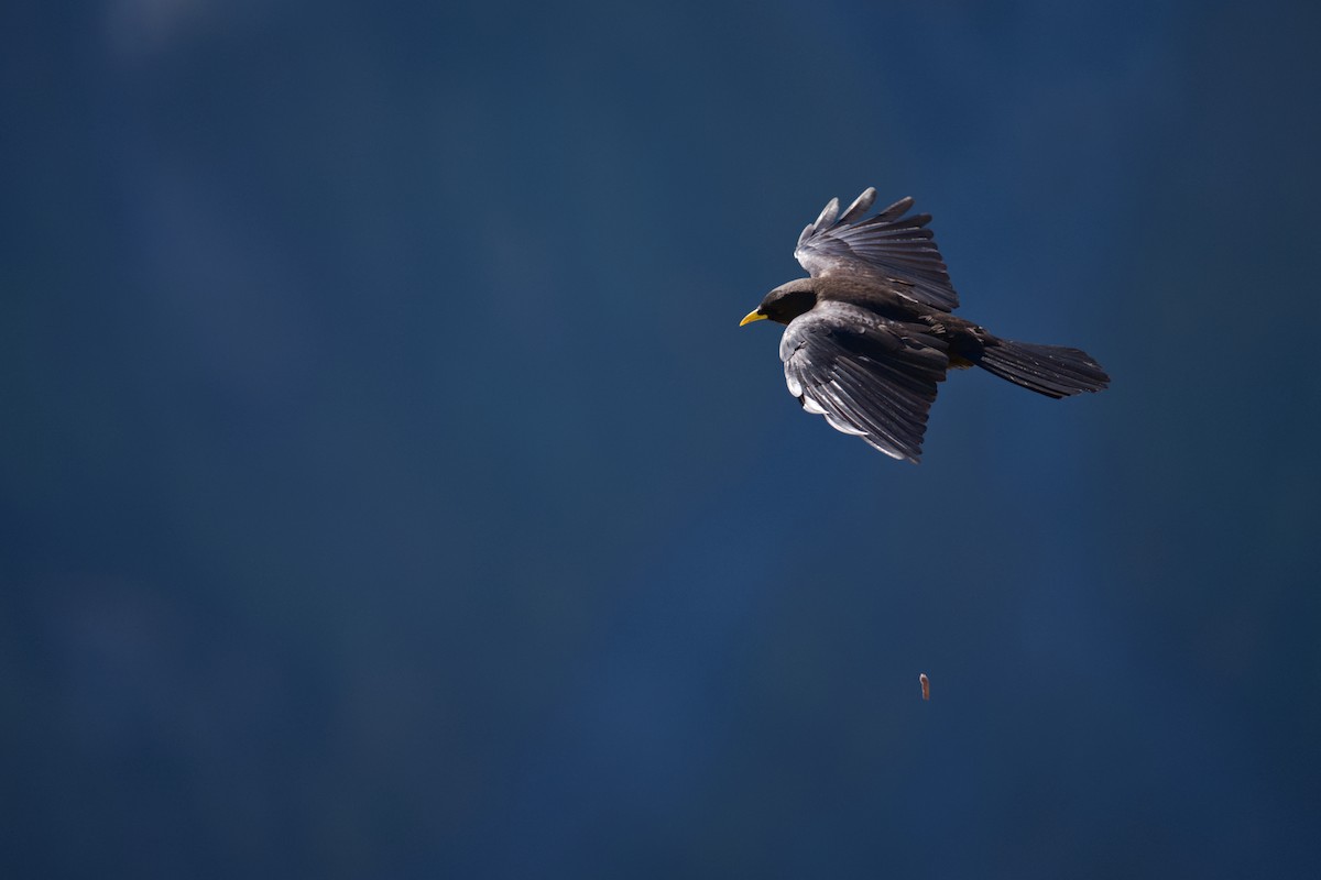 キバシガラス - ML647276994