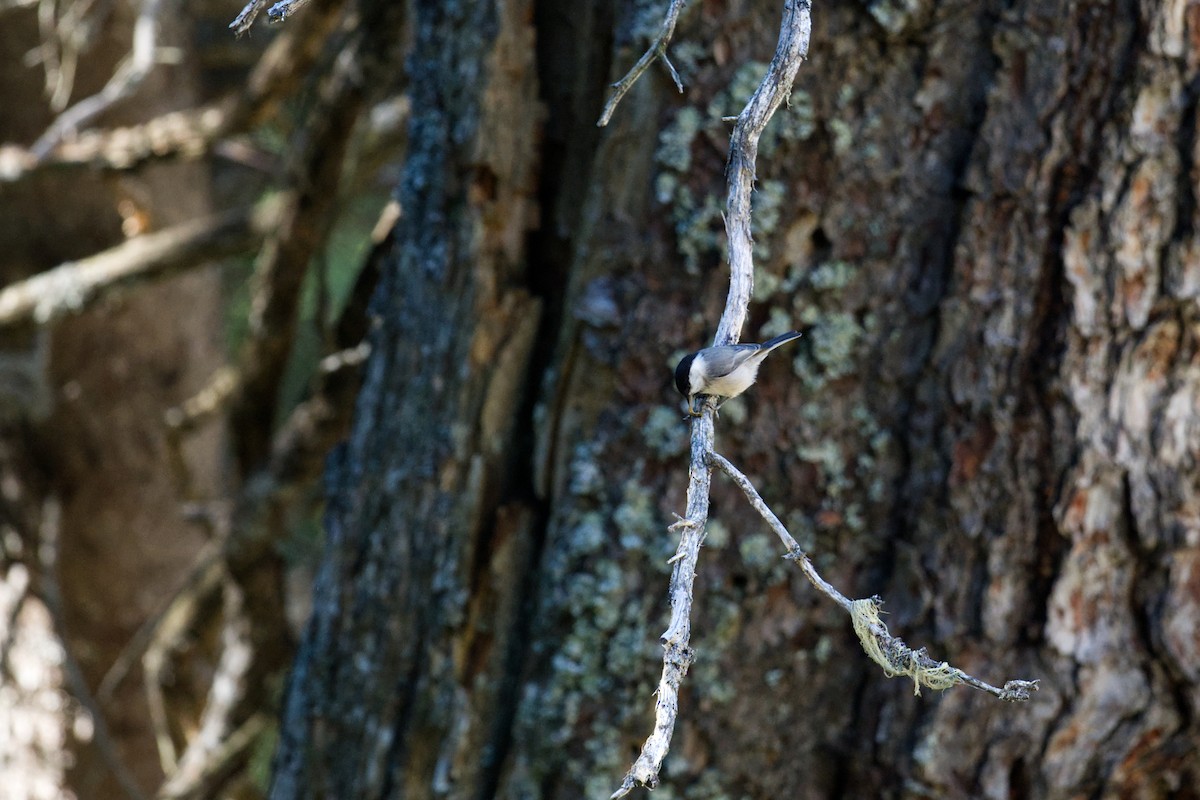 sýkora lužní - ML647276995