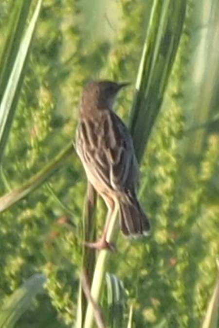 תפר - ML647277004