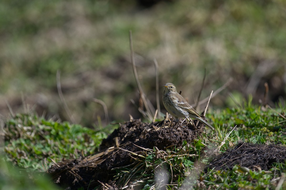 サメイロタヒバリ - ML647277006