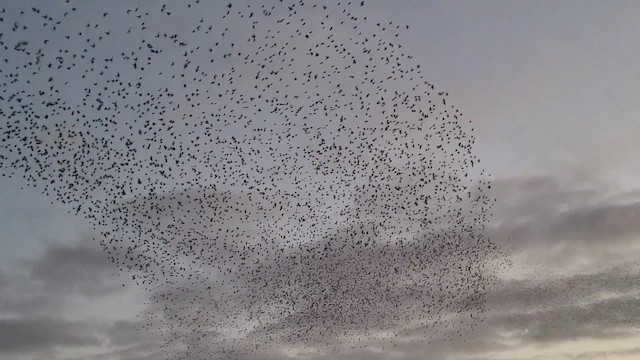 špaček obecný - ML647277007