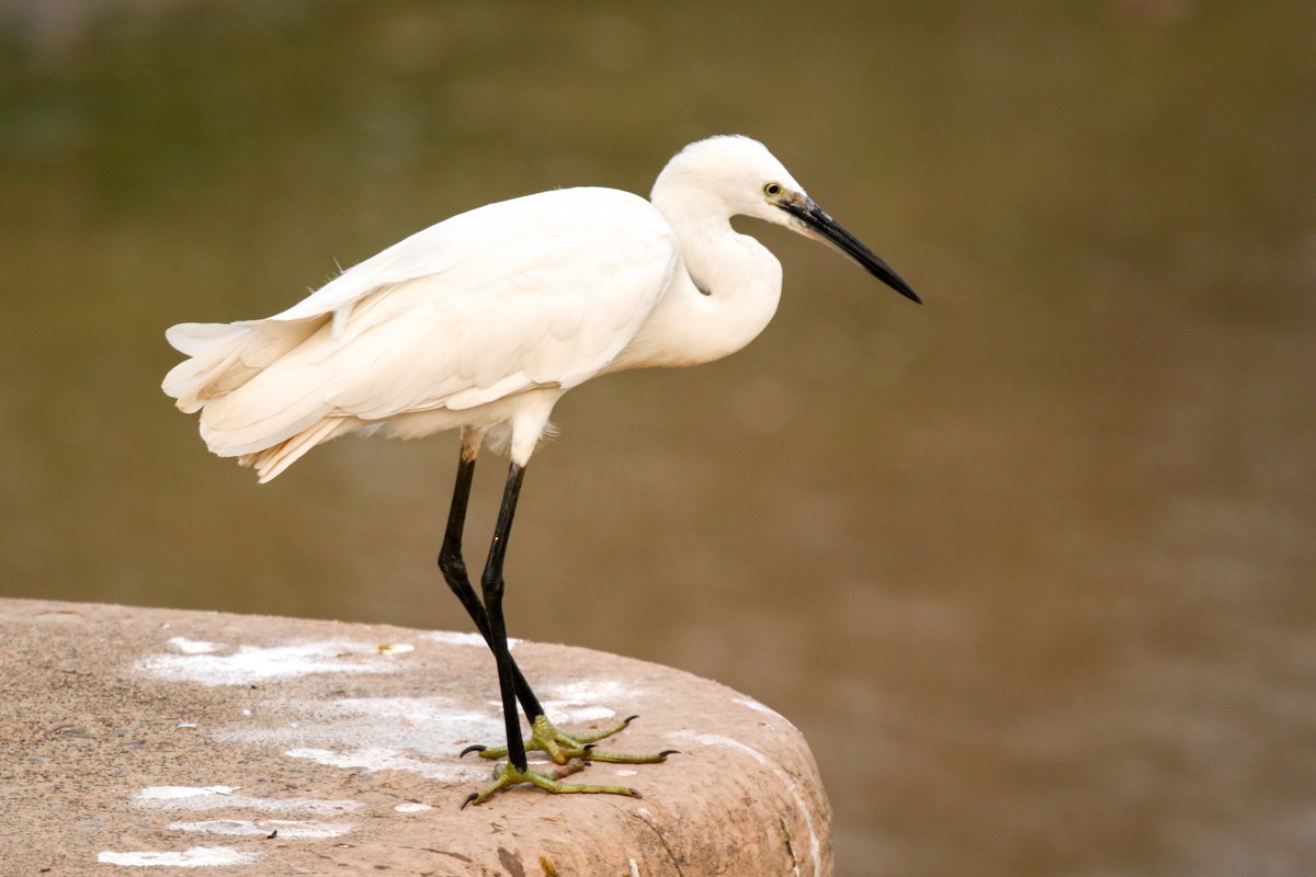 コサギ - ML647277008