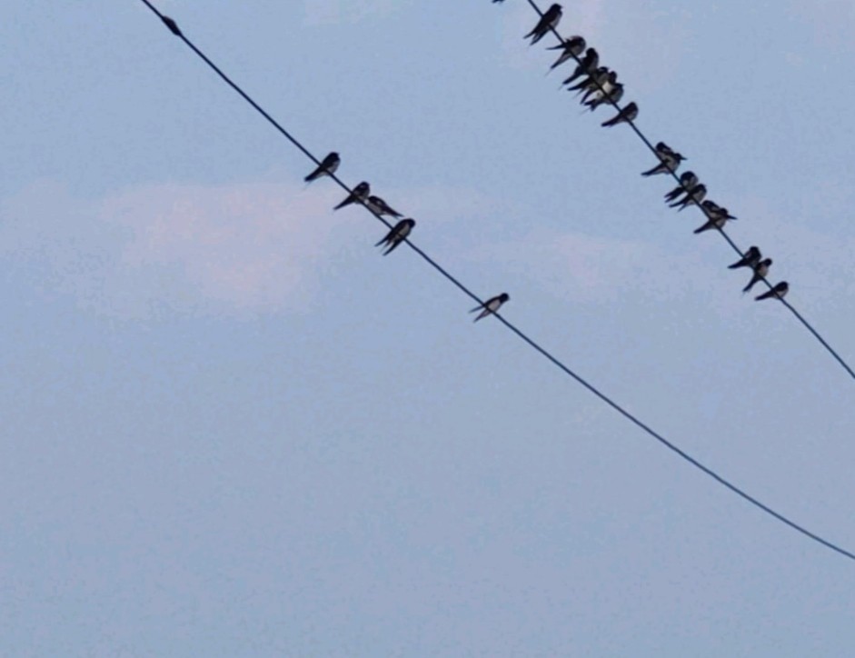 オオハクセキレイ - ML647277009