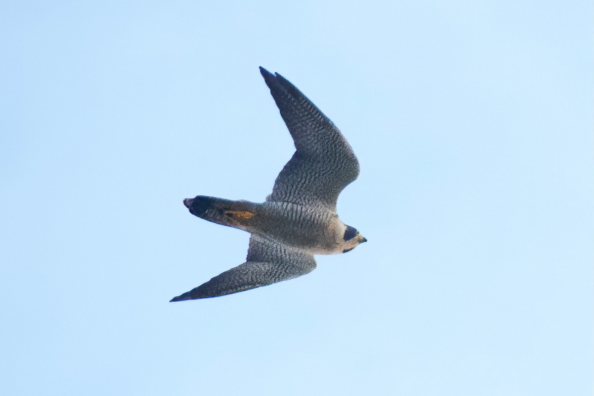 ハヤブサ - ML647277011