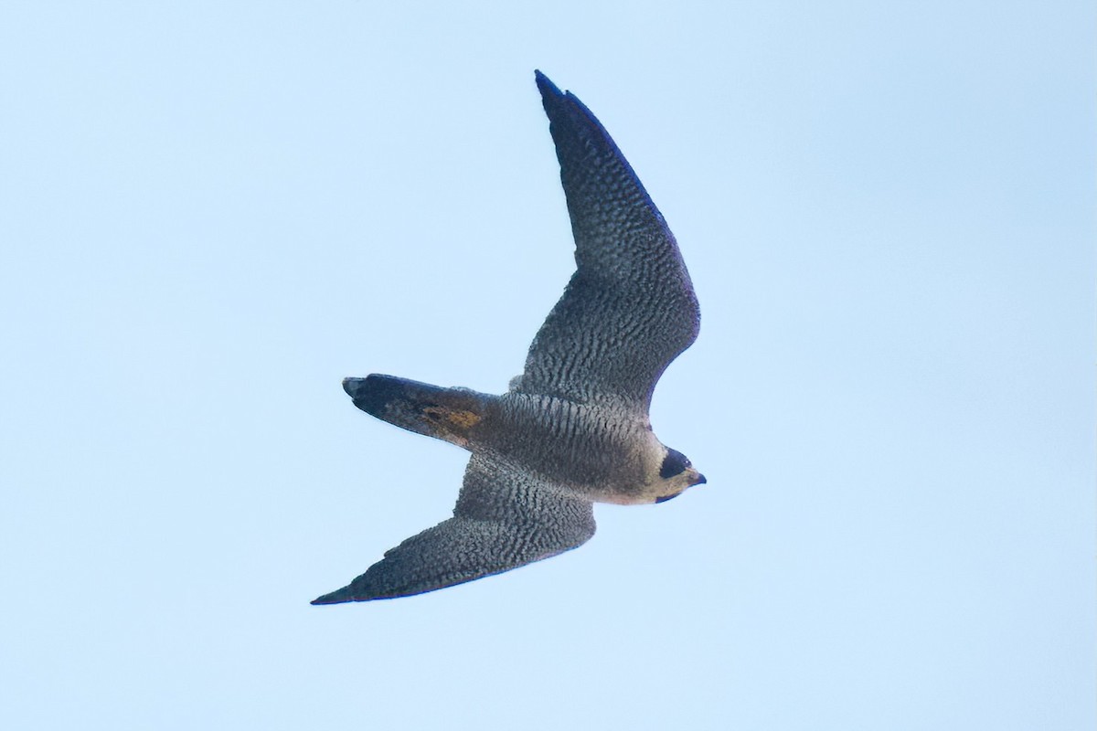 ハヤブサ - ML647277012