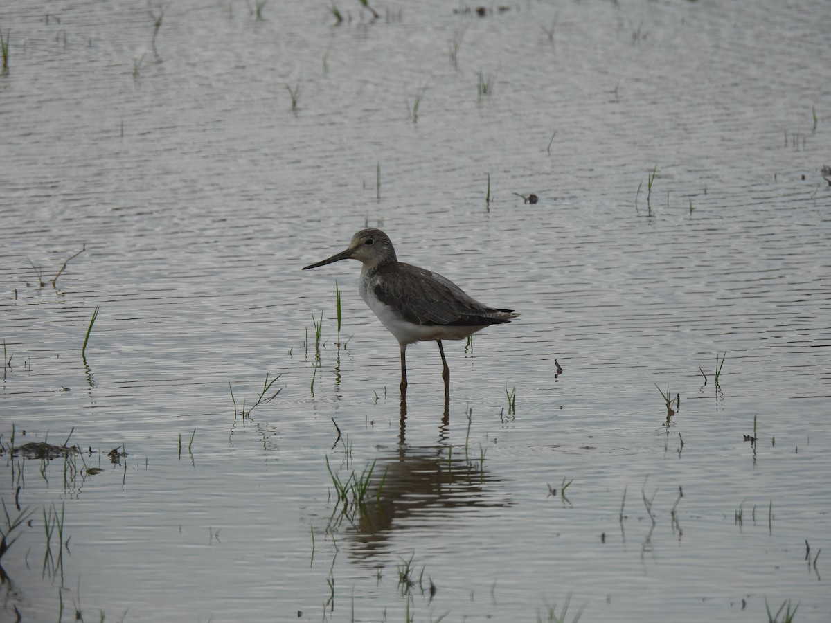 アオアシシギ - ML647277013