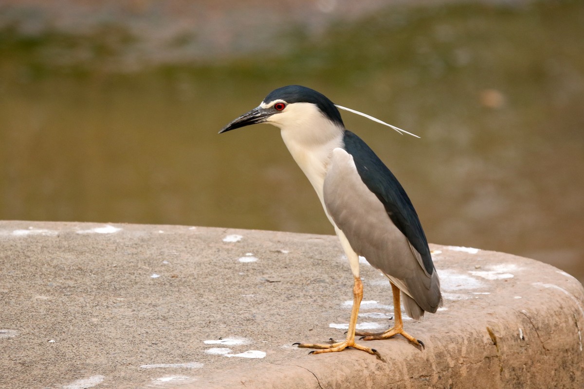 Black-crowned Night Heron - ML647277014