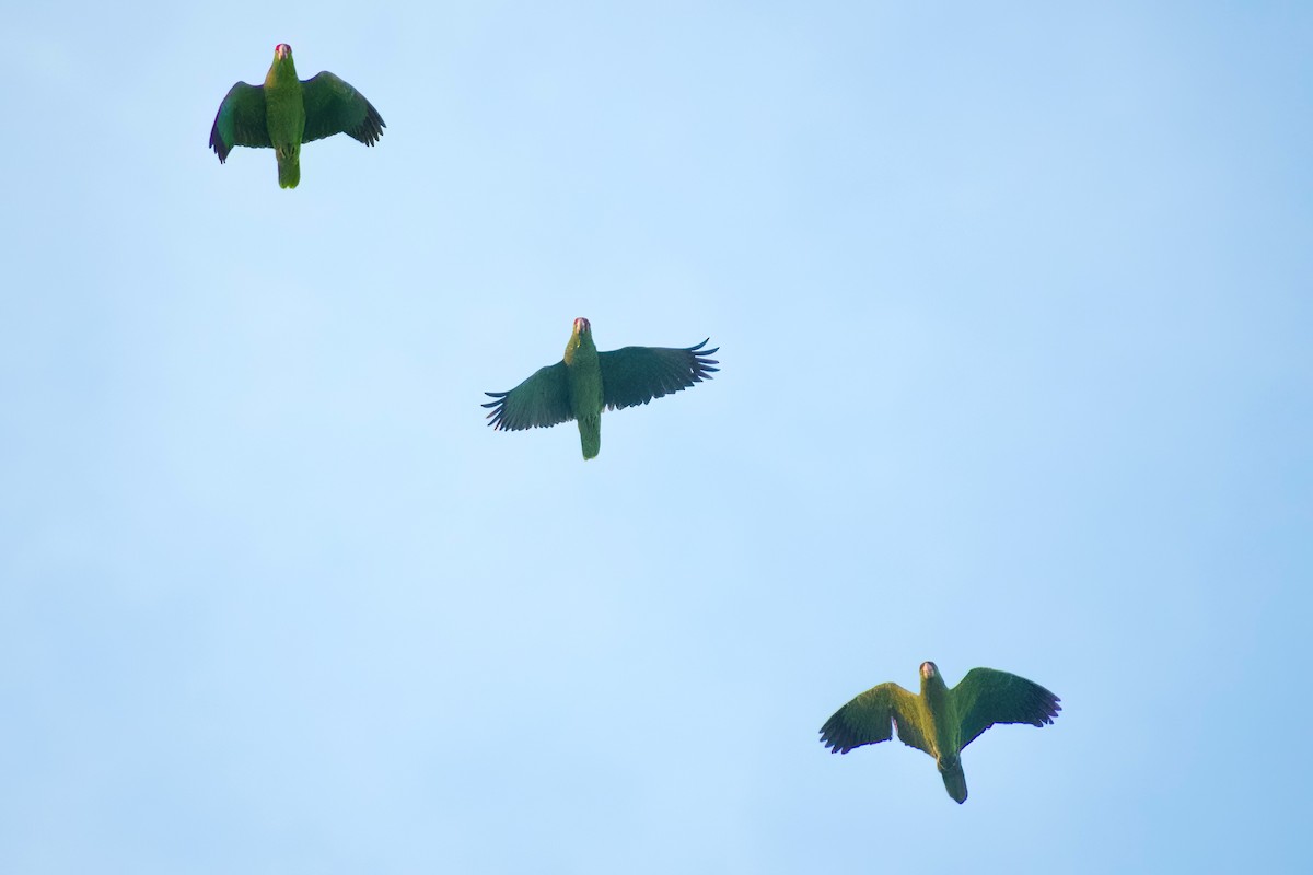 Red-crowned Amazon - ML647277015