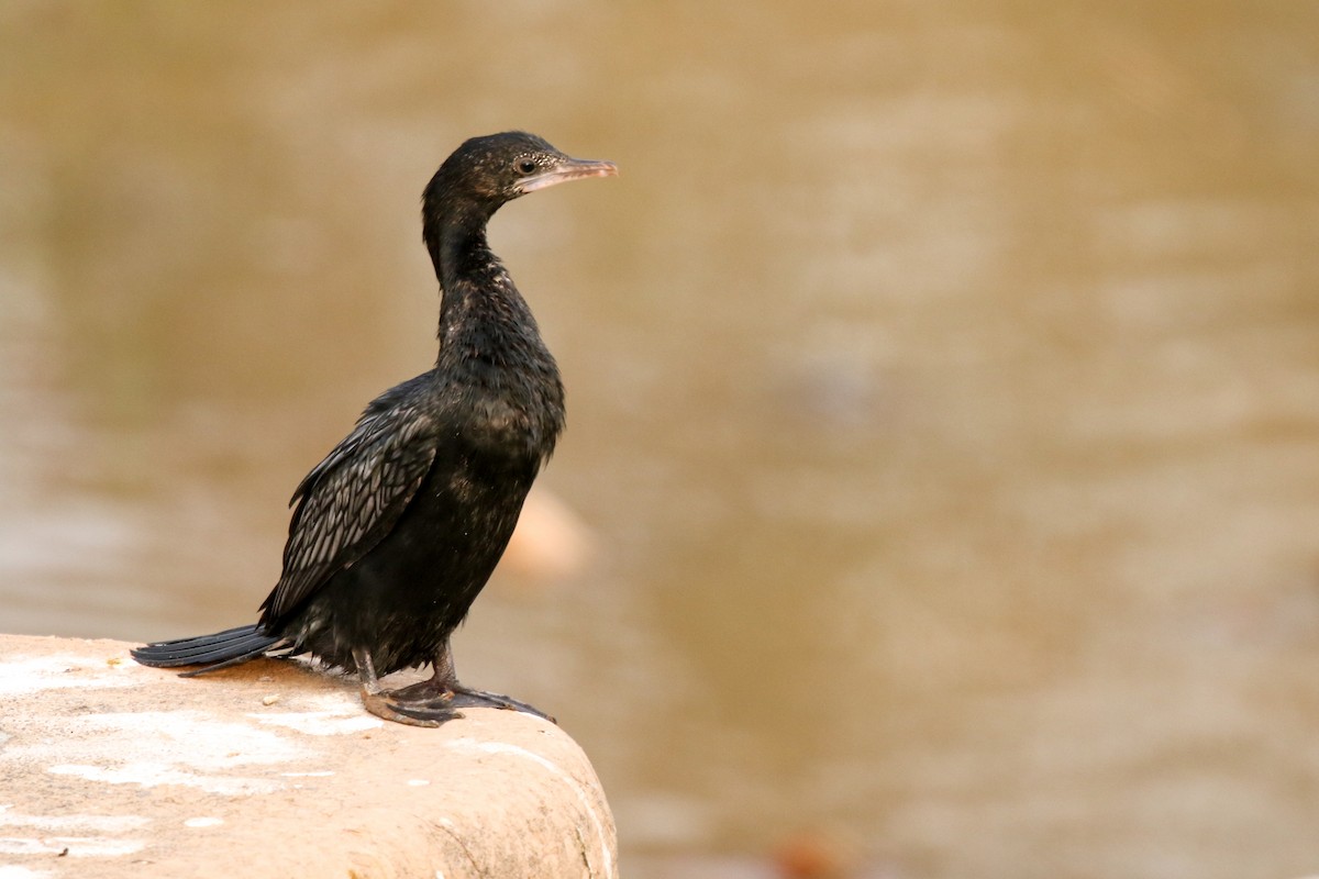 Little Cormorant - ML647277016