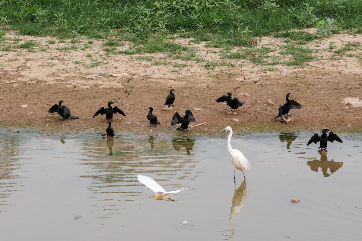Great Egret - ML647277018