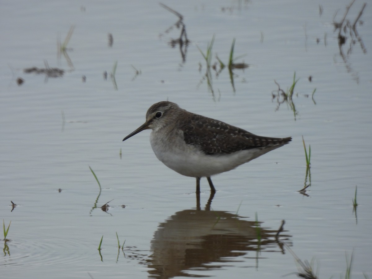 Wood Sandpiper - ML647277019