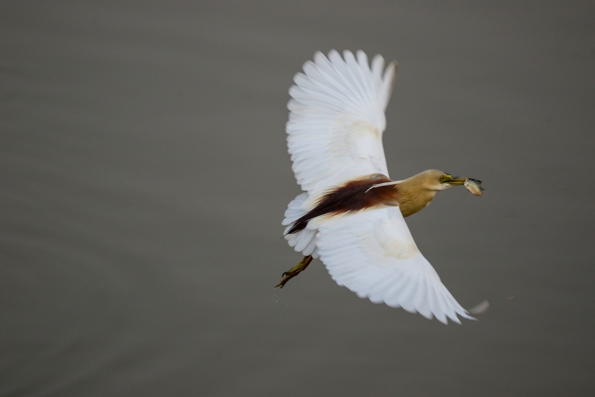 Indian Pond-Heron - ML647277020