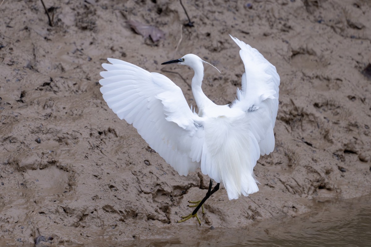 Little Egret - ML647277021