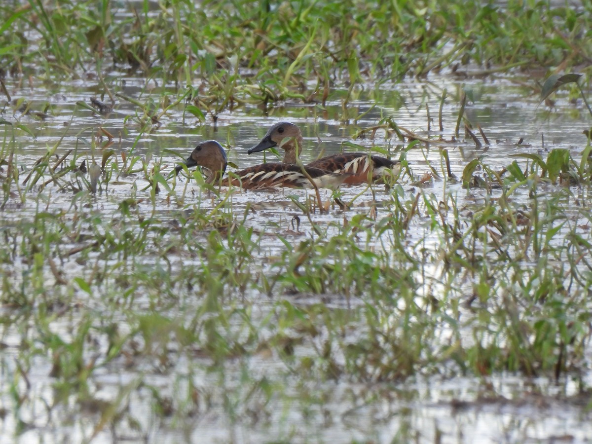Wandering Whistling-Duck - ML647277022