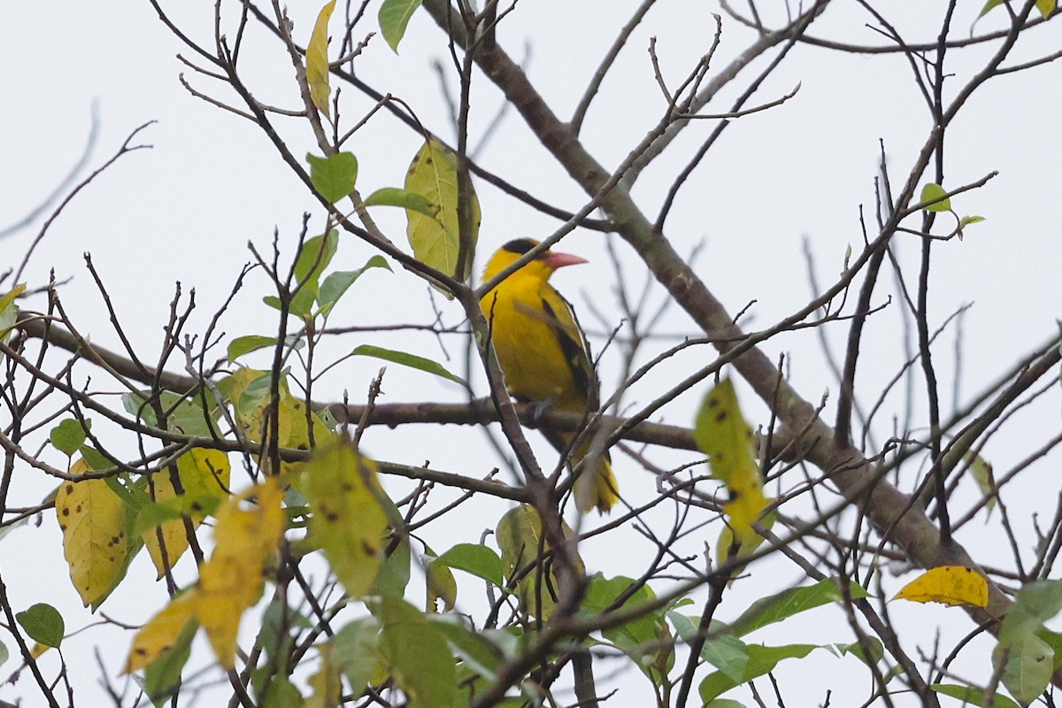 Black-naped Oriole - ML647277023