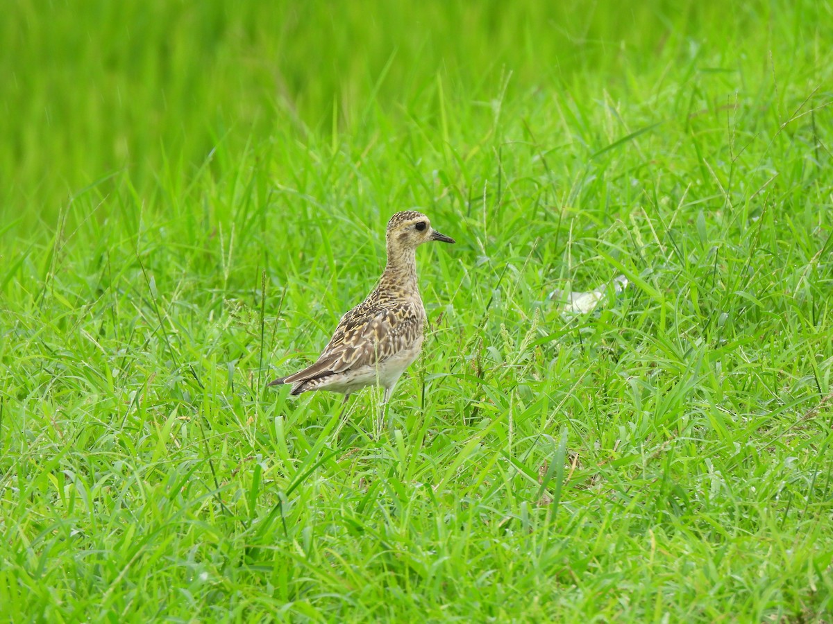 Pacific Golden-Plover - ML647277024