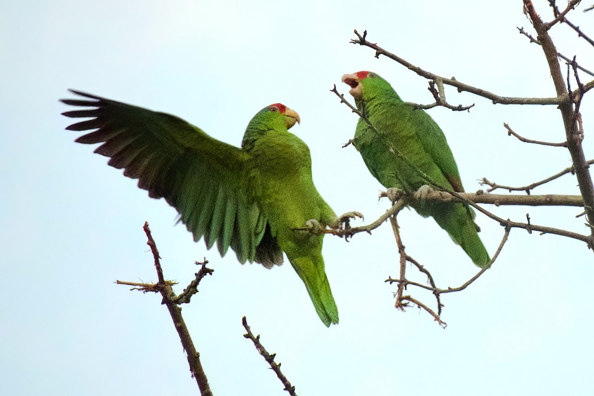 Red-crowned Amazon - ML647277025