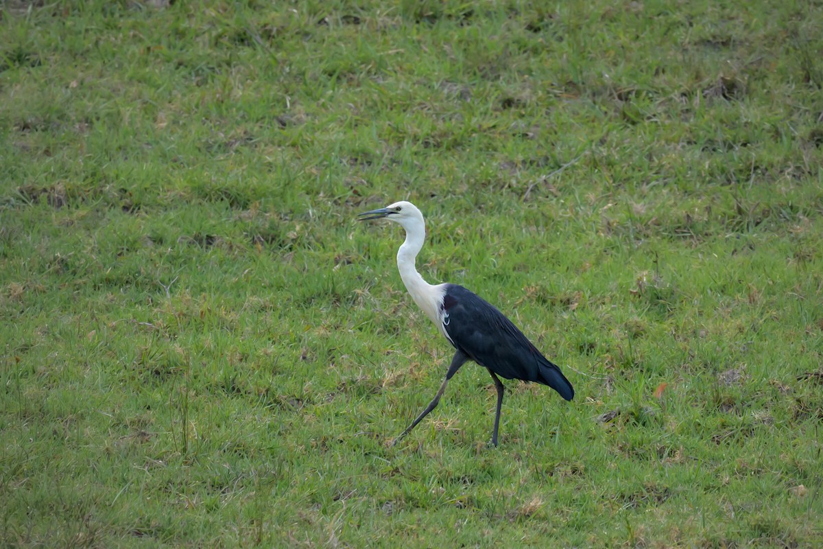 Pacific Heron - ML647277026