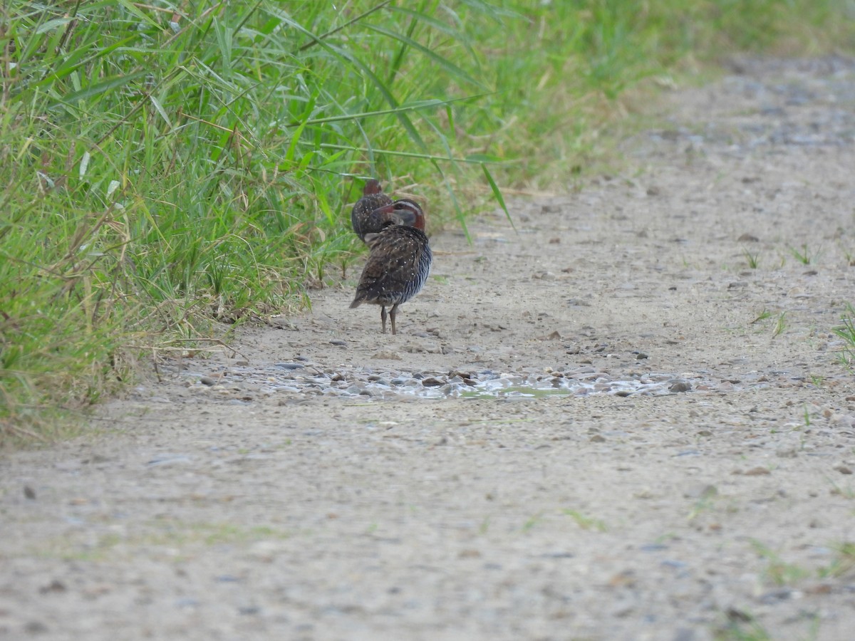 Buff-banded Rail - ML647277027