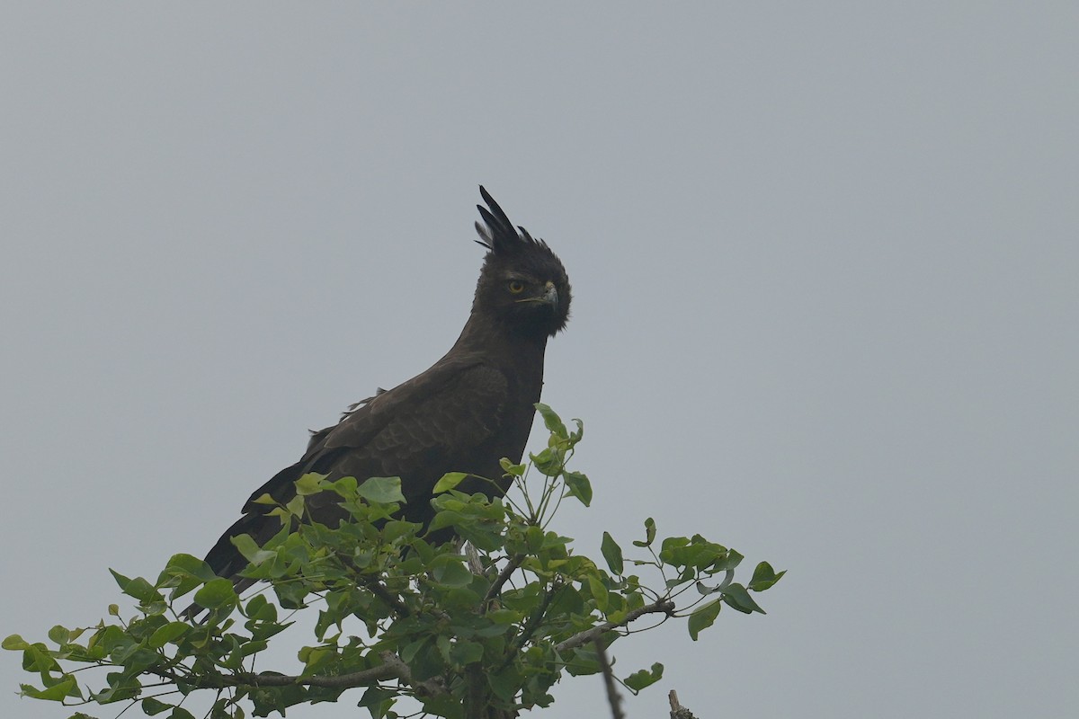 Long-crested Eagle - ML647277028