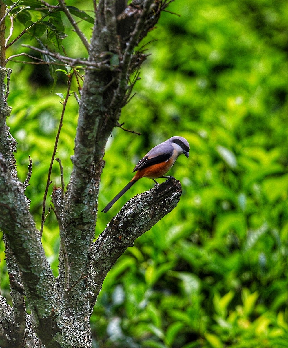 Long-tailed Shrike - ML647277030