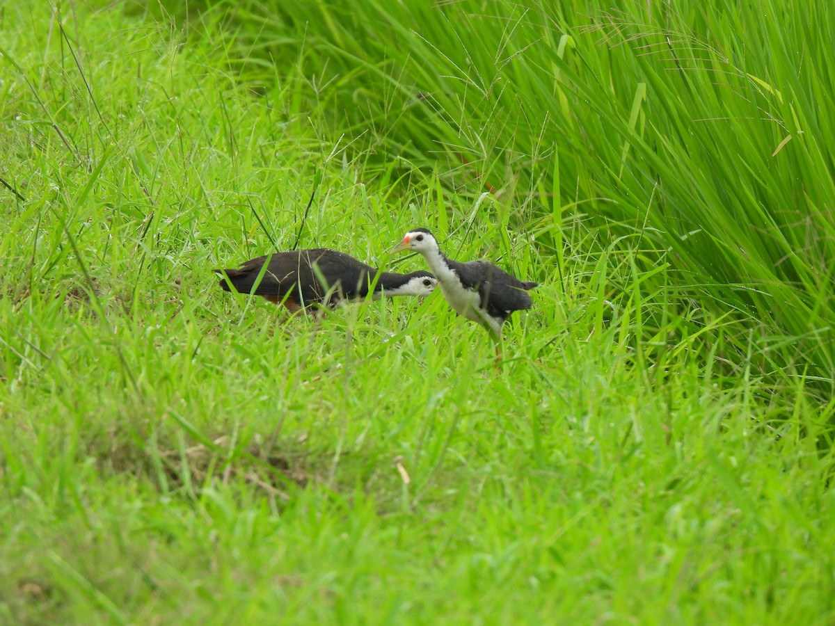 White-breasted Waterhen - ML647277031