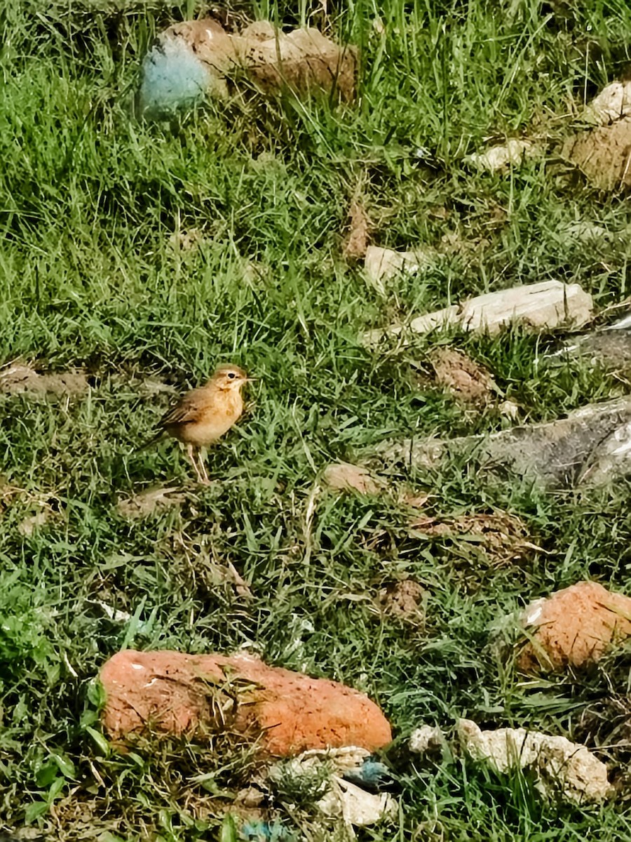 Paddyfield Pipit - ML647277034