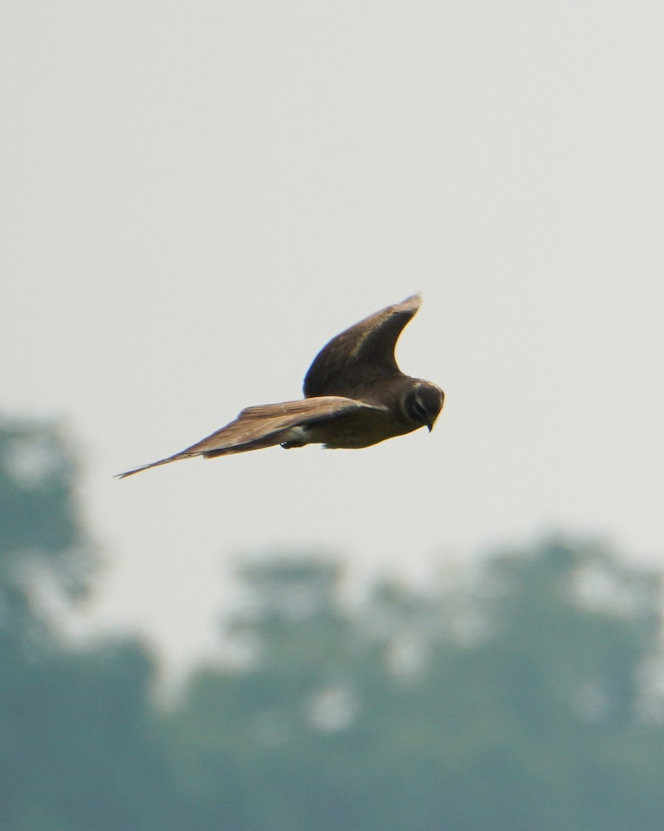 Pallid Harrier - ML647277035