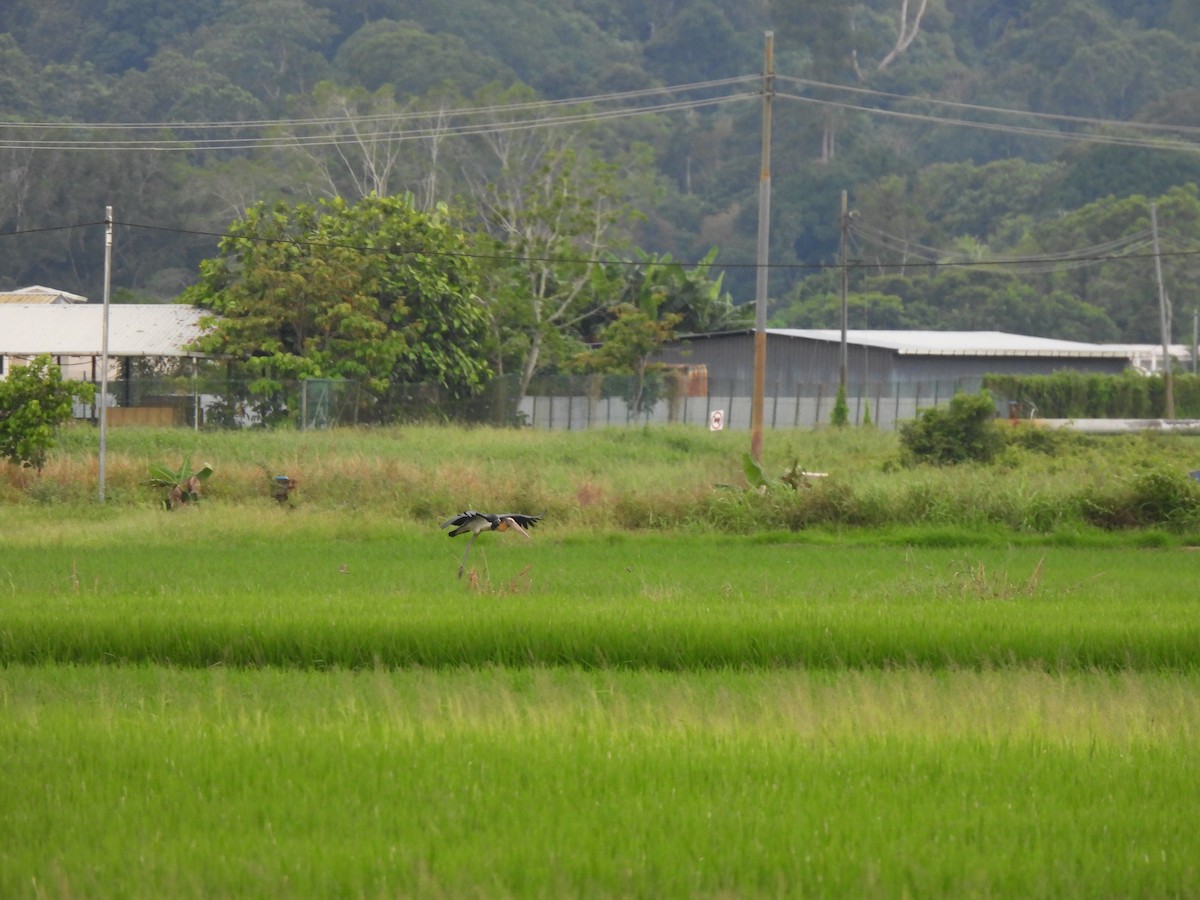 Lesser Adjutant - ML647277037
