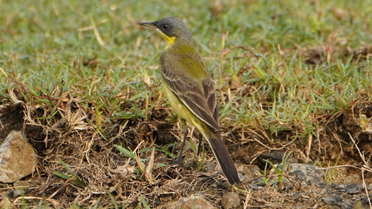 Eastern Yellow Wagtail - ML647277038