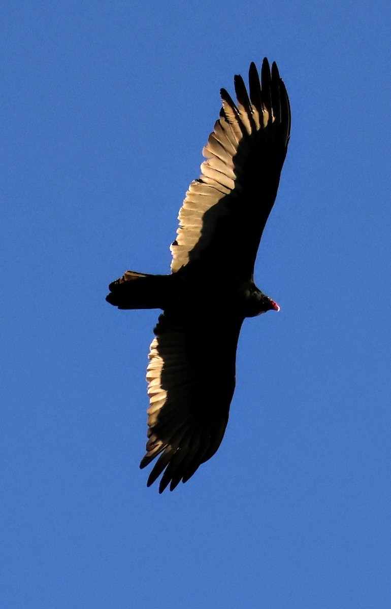 Turkey Vulture - ML647277039