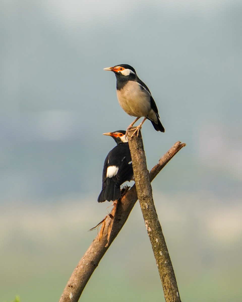 Indian Pied Starling - ML647277040