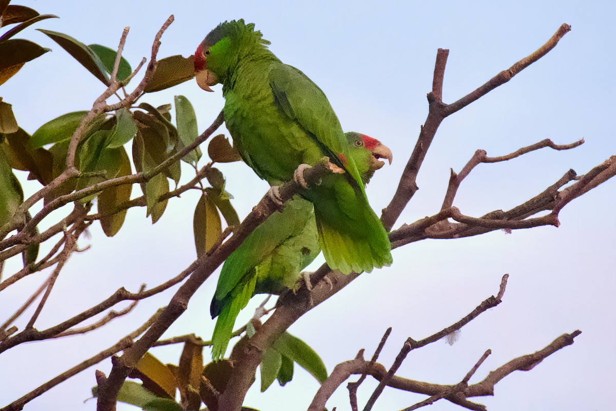 Red-crowned Amazon - ML647277045