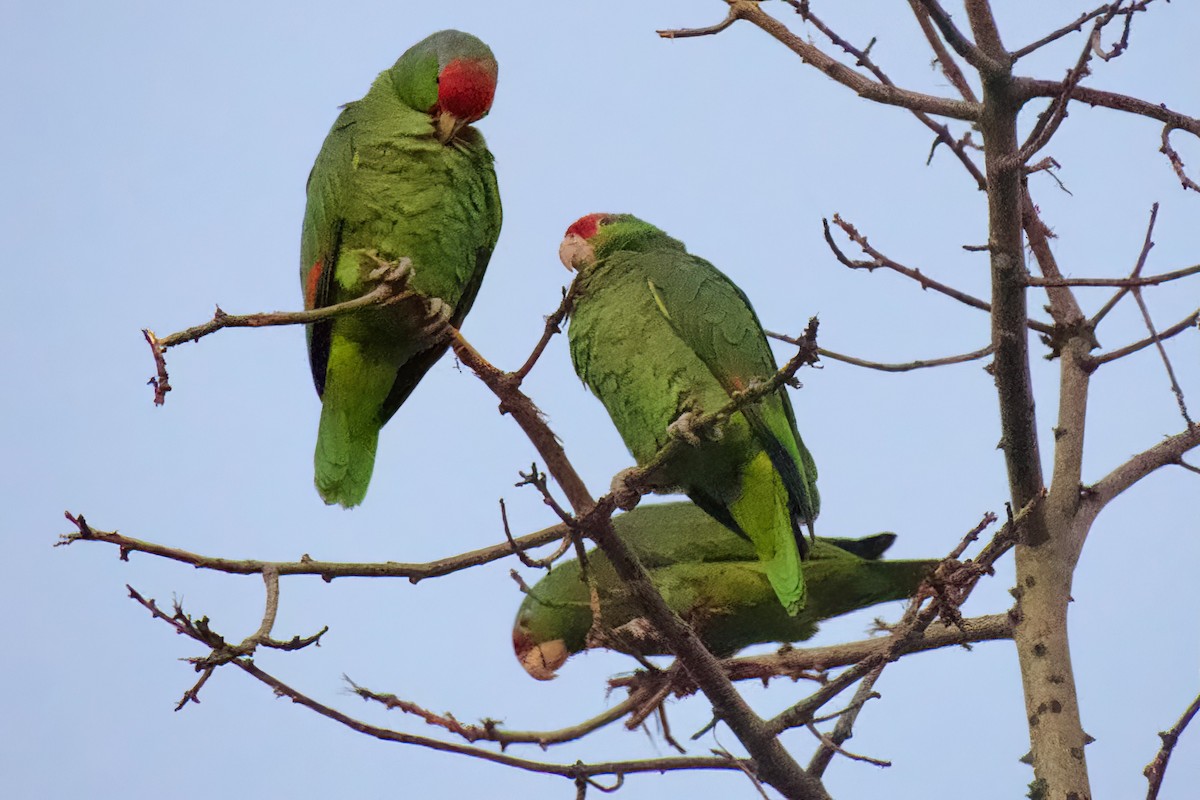 Red-crowned Amazon - ML647277046