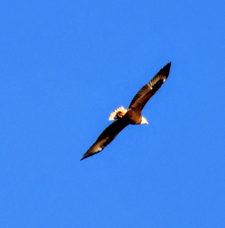 Bald Eagle - ML647277047