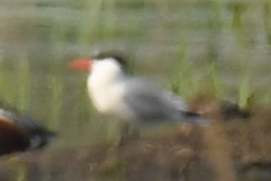 שחפית כספית - ML647277053