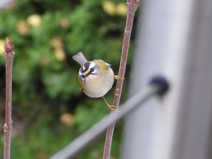 Common Firecrest - ML647277058