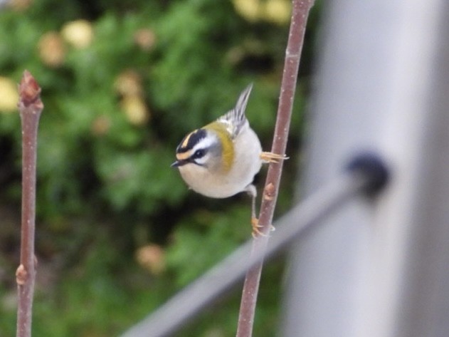 Common Firecrest - ML647277059