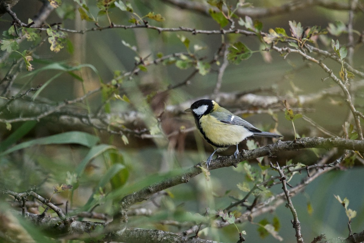 sýkora koňadra - ML647277061